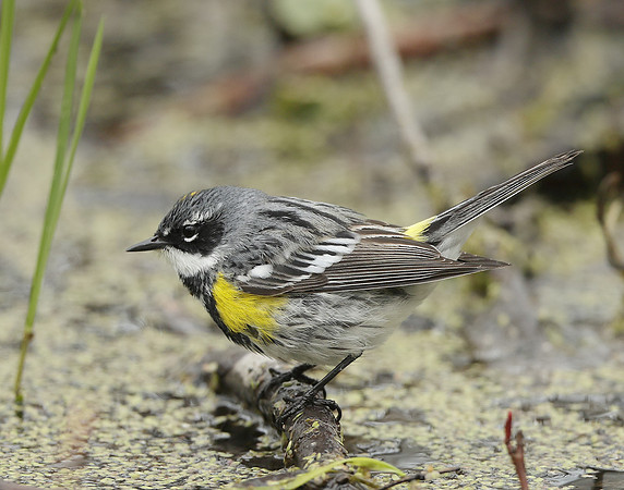 Yellow-rumped Warbler Setophaga coronata