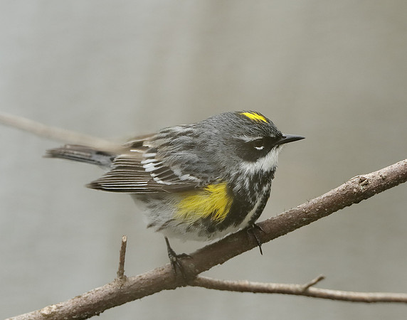 Yellow-rumped Warbler Setophaga coronata