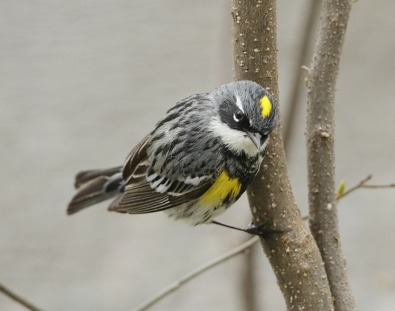 Yellow-rumped Warbler Setophaga coronata