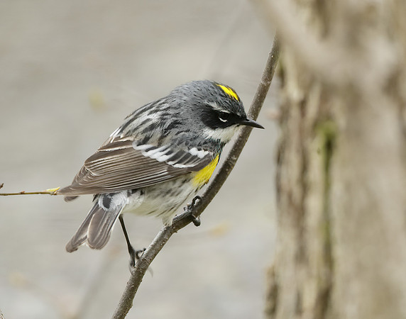 Yellow-rumped Warbler Setophaga coronata