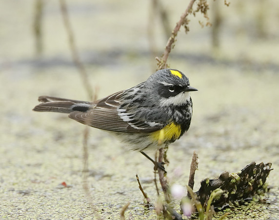 Yellow-rumped Warbler Setophaga coronata