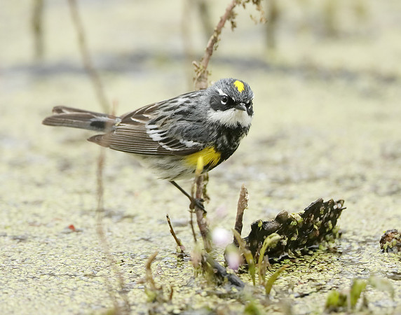 Yellow-rumped Warbler Setophaga coronata
