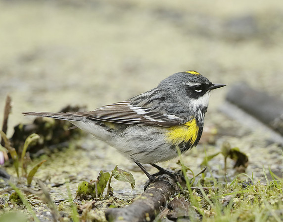 Yellow-rumped Warbler Setophaga coronata
