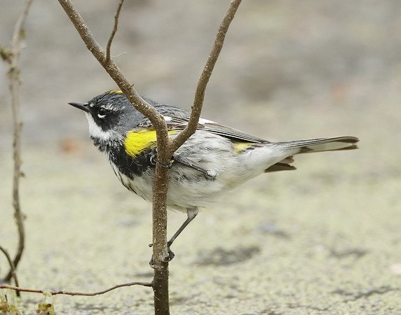 Yellow-rumped Warbler Setophaga coronata