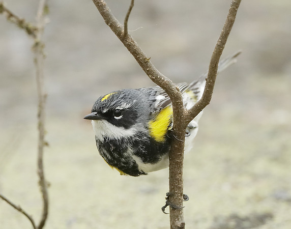 Yellow-rumped Warbler Setophaga coronata