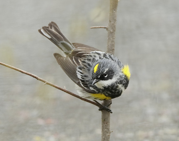 Yellow-rumped Warbler Setophaga coronata
