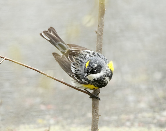 Yellow-rumped Warbler Setophaga coronata