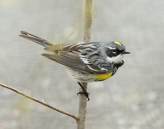 Yellow-rumped Warbler Setophaga coronata