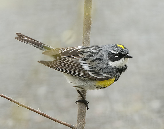 Yellow-rumped Warbler Setophaga coronata