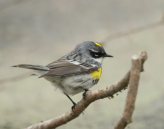 Yellow-rumped Warbler Setophaga coronata