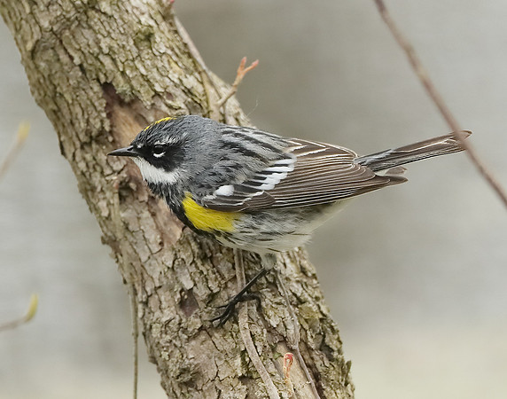 Yellow-rumped Warbler Setophaga coronata
