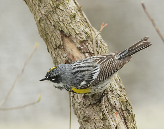 Yellow-rumped Warbler Setophaga coronata