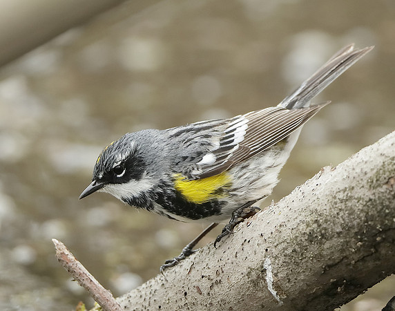 Yellow-rumped Warbler Setophaga coronata