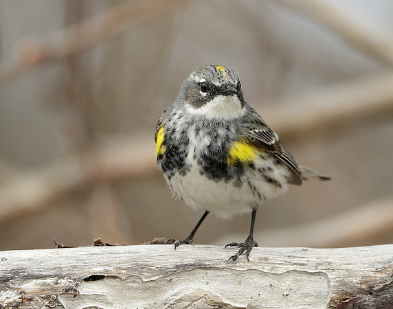 Yellow-rumped Warbler Setophaga coronata