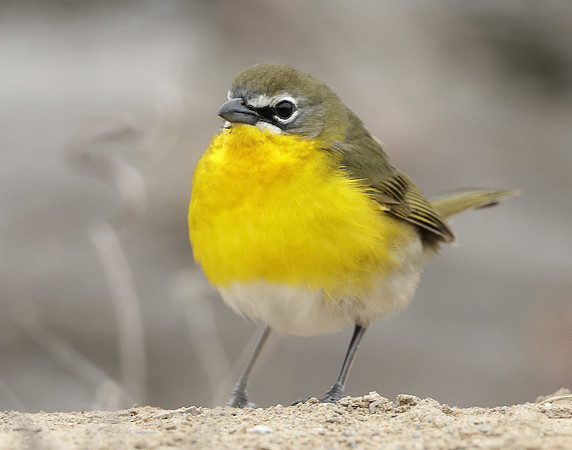 Yellow-breasted Chat Icteria virens