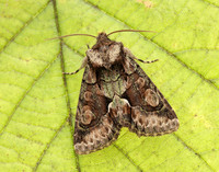 73.068 BF2245 Green-brindled Crescent Allophyes oxyacanthae