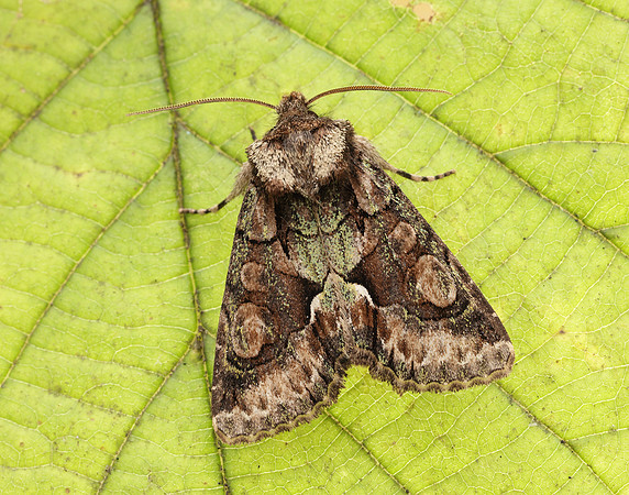 73.068 BF2245 Green-brindled Crescent  Allophyes oxyacanthae