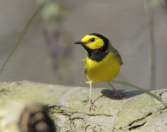 Hooded Warbler Setophaga citrina