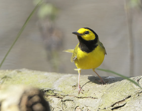 Hooded Warbler Setophaga citrina
