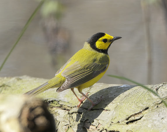 Hooded Warbler Setophaga citrina