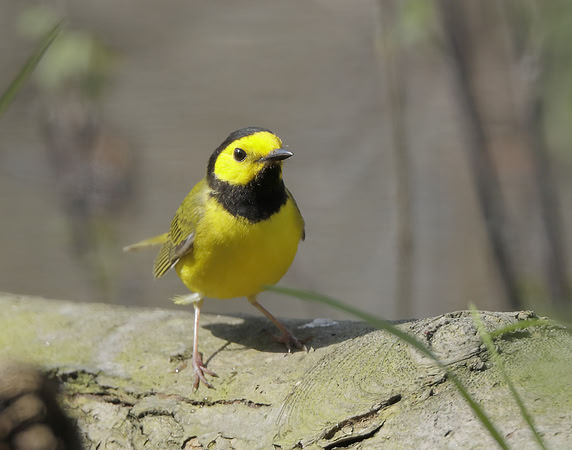 Hooded Warbler Setophaga citrina