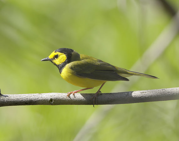 Hooded Warbler Setophaga citrina