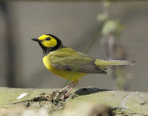 Hooded Warbler Setophaga citrina