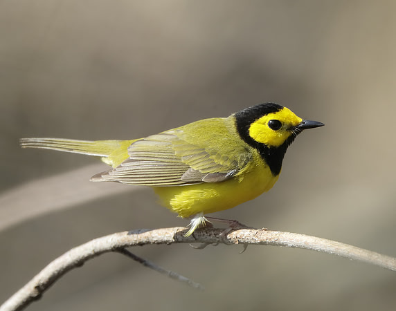 Hooded Warbler Setophaga citrina