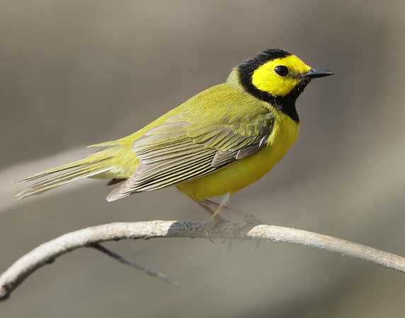 Hooded Warbler Setophaga citrina
