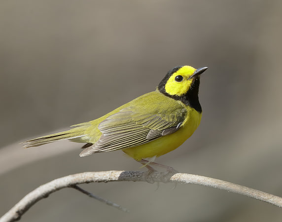 Hooded Warbler Setophaga citrina