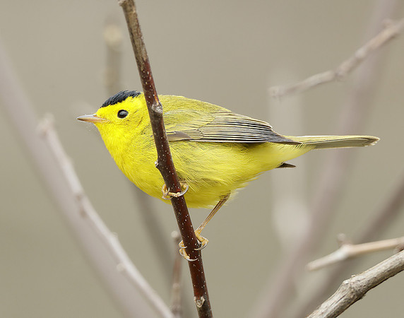 Wilson's Warbler Cardellina pusilla