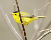 Wilson's Warbler Cardellina pusilla