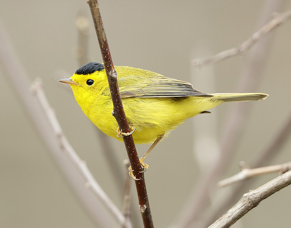 Wilson's Warbler Cardellina pusilla