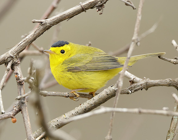 Wilson's Warbler Cardellina pusilla