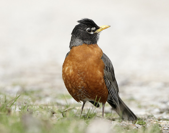 American Robin Turdus migratorius