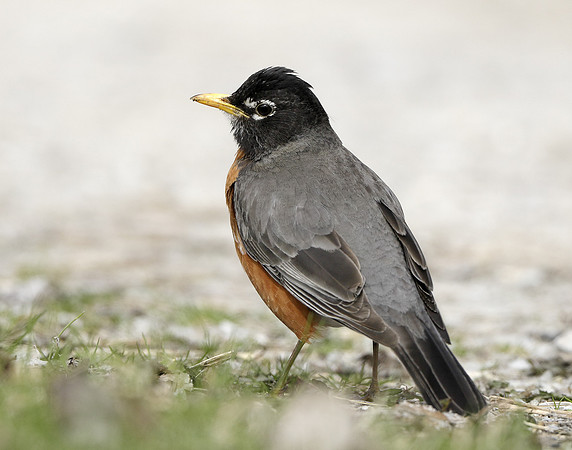 American Robin Turdus migratorius