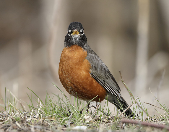 American Robin Turdus migratorius