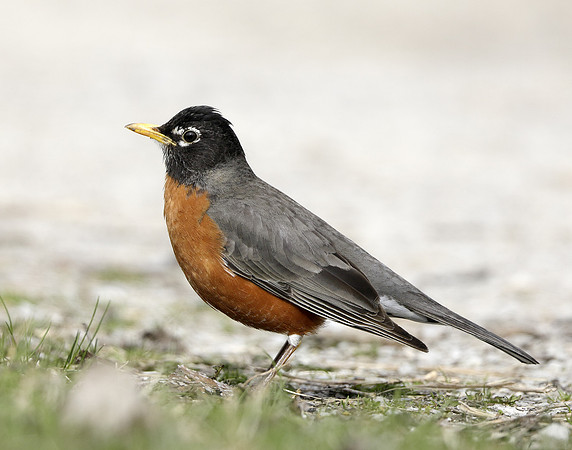 American Robin Turdus migratorius