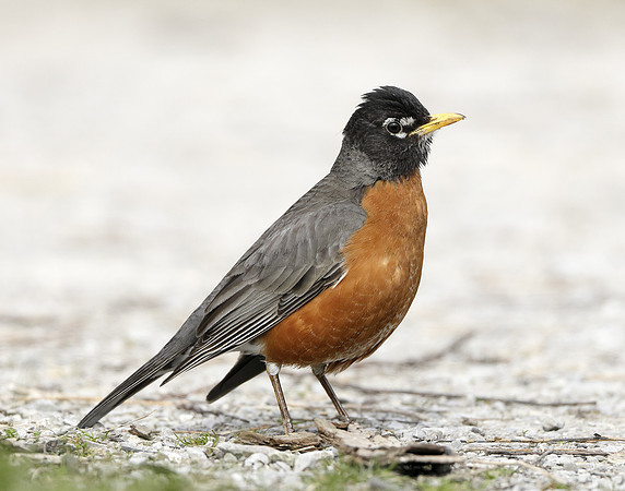 American Robin Turdus migratorius