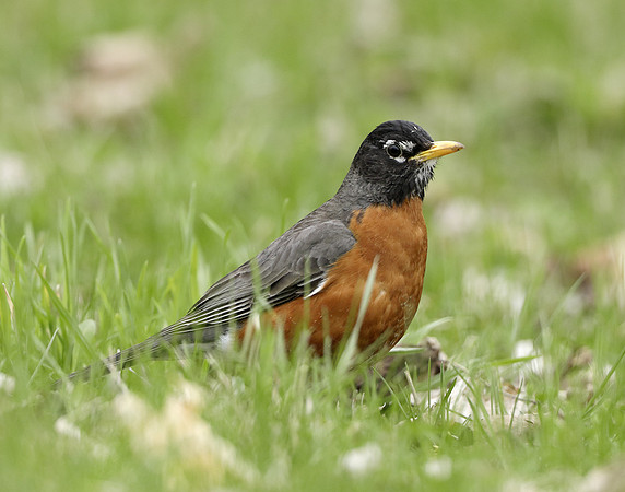 American Robin Turdus migratorius