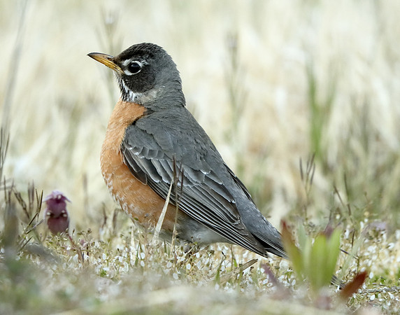 American Robin Turdus migratorius