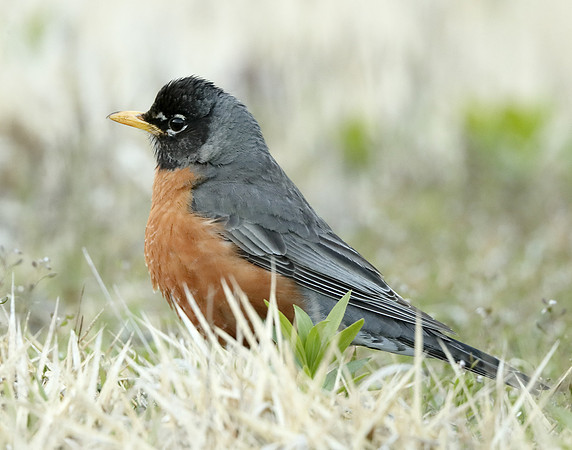 American Robin Turdus migratorius