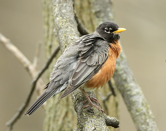 American Robin Turdus migratorius