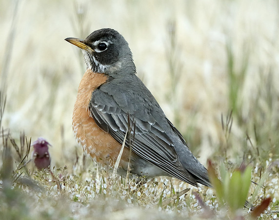 American Robin Turdus migratorius