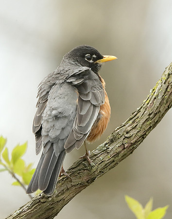 American Robin Turdus migratorius