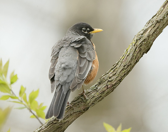American Robin Turdus migratorius