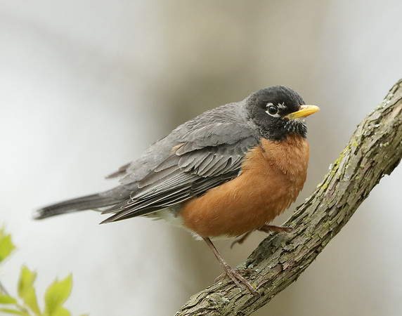American Robin Turdus migratorius