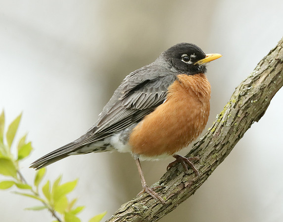 American Robin Turdus migratorius