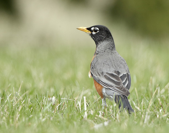 American Robin Turdus migratorius