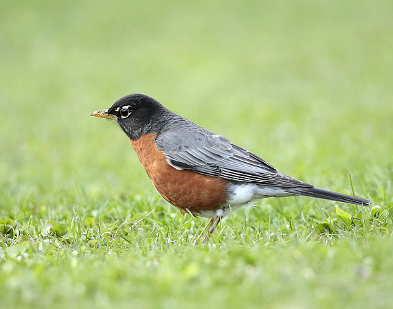 American Robin Turdus migratorius